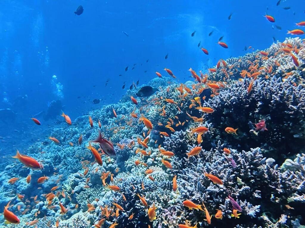 红海蓝洞由大片生机盎然的硬珊瑚与软珊瑚交织而成。在阳光的折射下，珊瑚礁呈现出极其丰富的色彩层次，如同一座建在海底的彩色城堡。